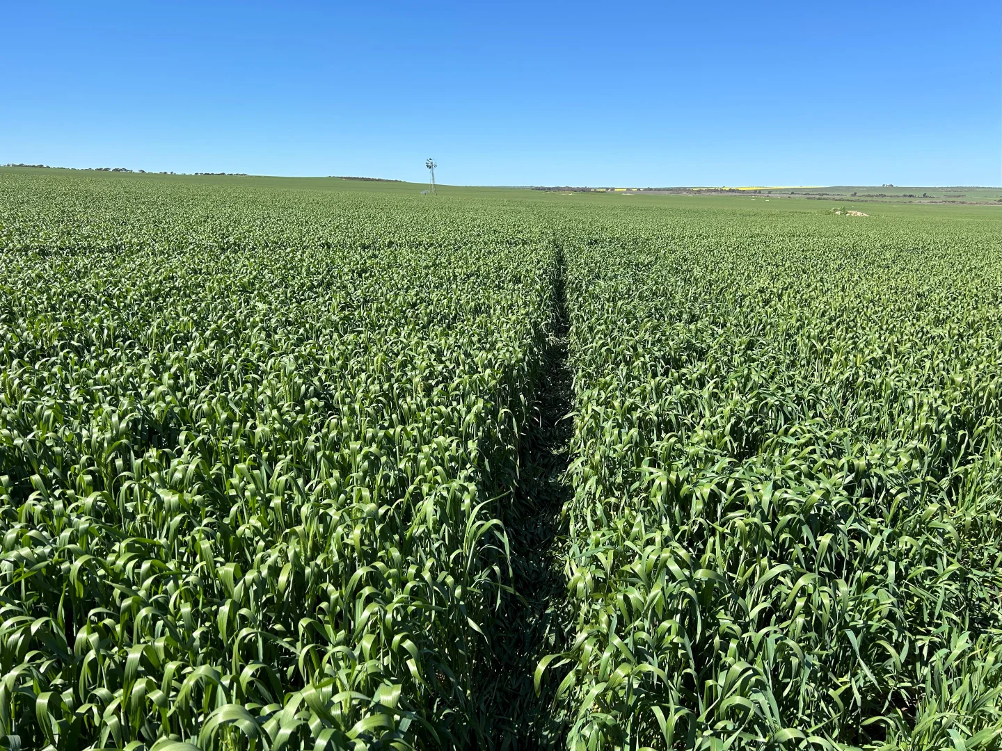 Additional image 31 of Midlands Road, Marchagee WA 6515