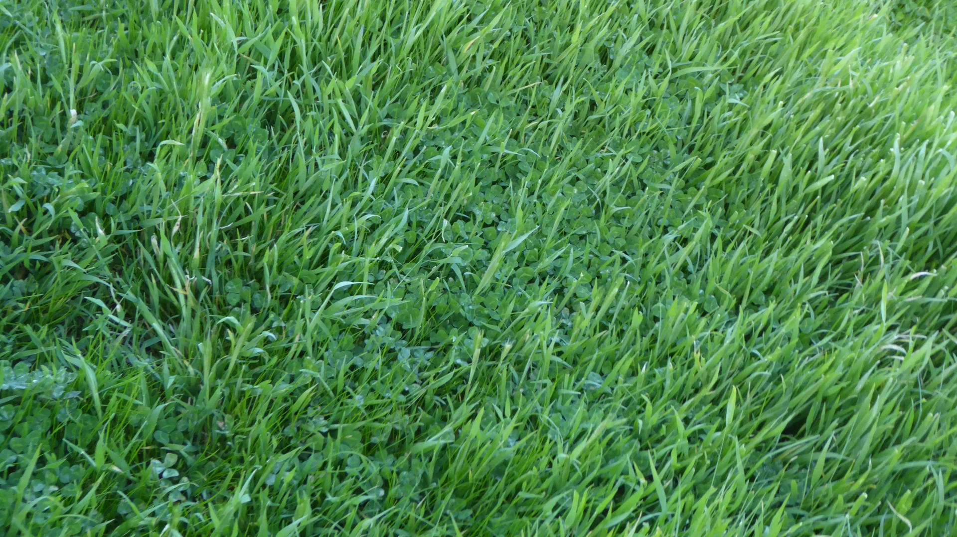 Additional image 11 of "Jacks" Sec 7 Schultz Road, Tintinara SA 5266