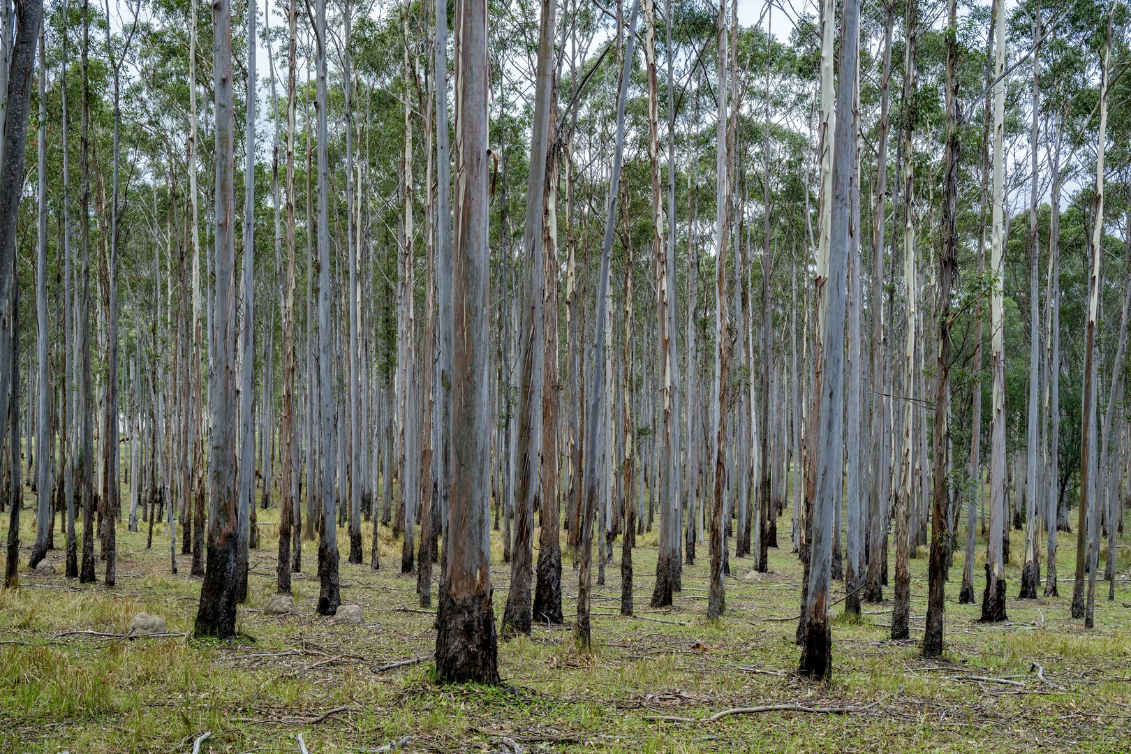 Additional image 27 of 239 Parsons Road, Coondoo QLD 4570