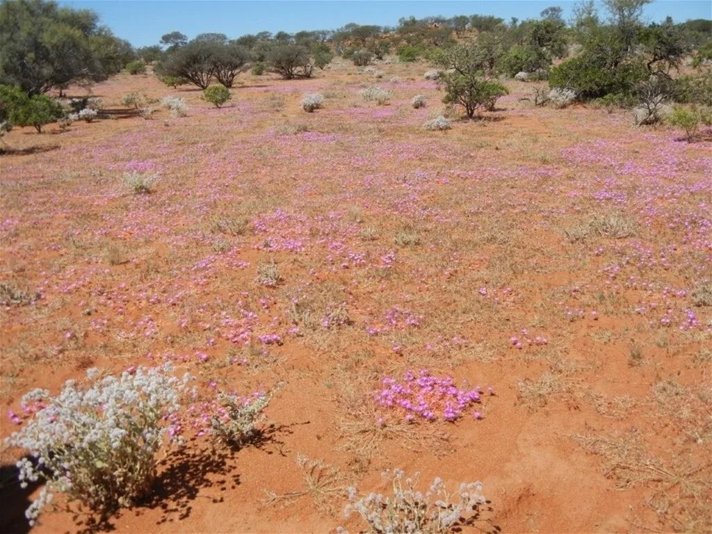 Additional image 6 of Great Northern Highway, Mount Magnet WA 6638