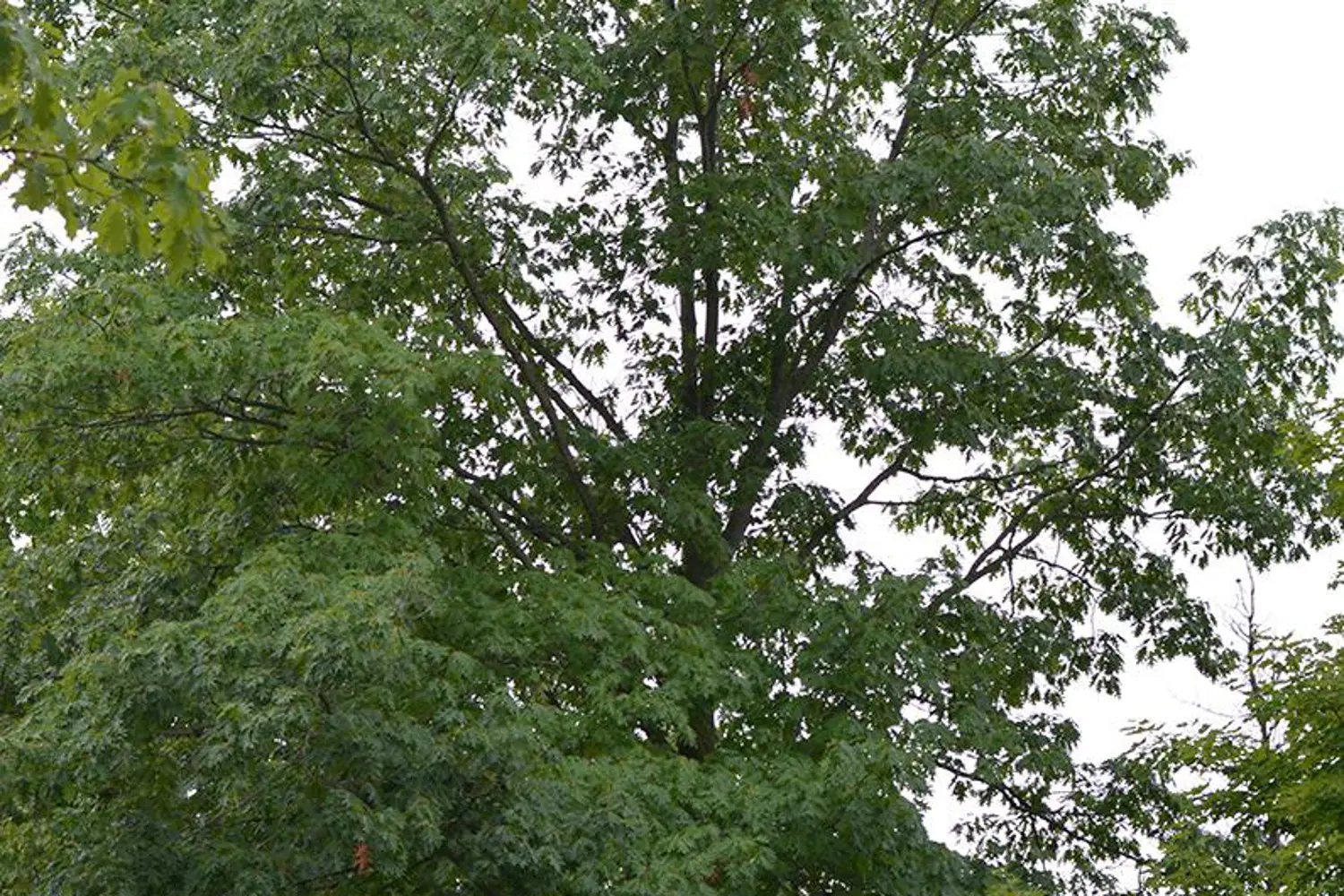 Additional image 2 of 1300 Fuller Avenue