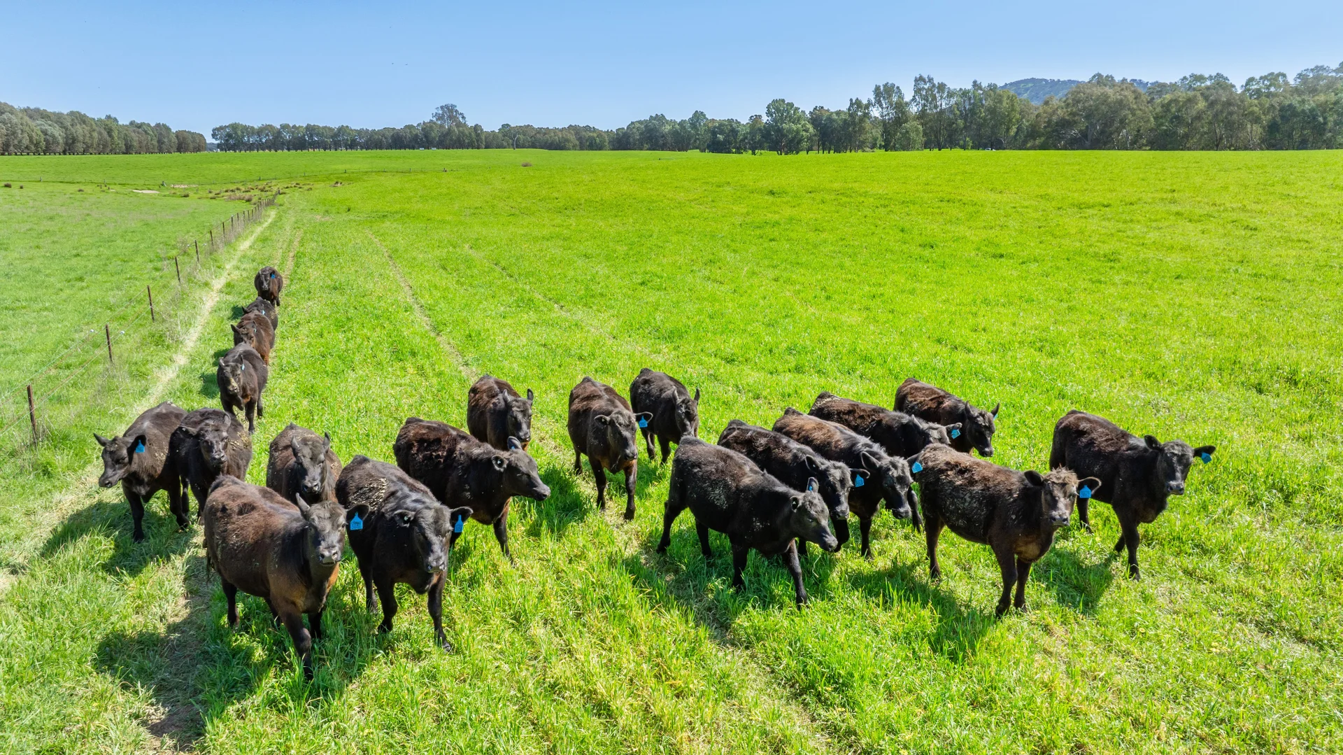 Additional image 23 of 336B Cookinburra Road, Indigo Valley VIC 3688