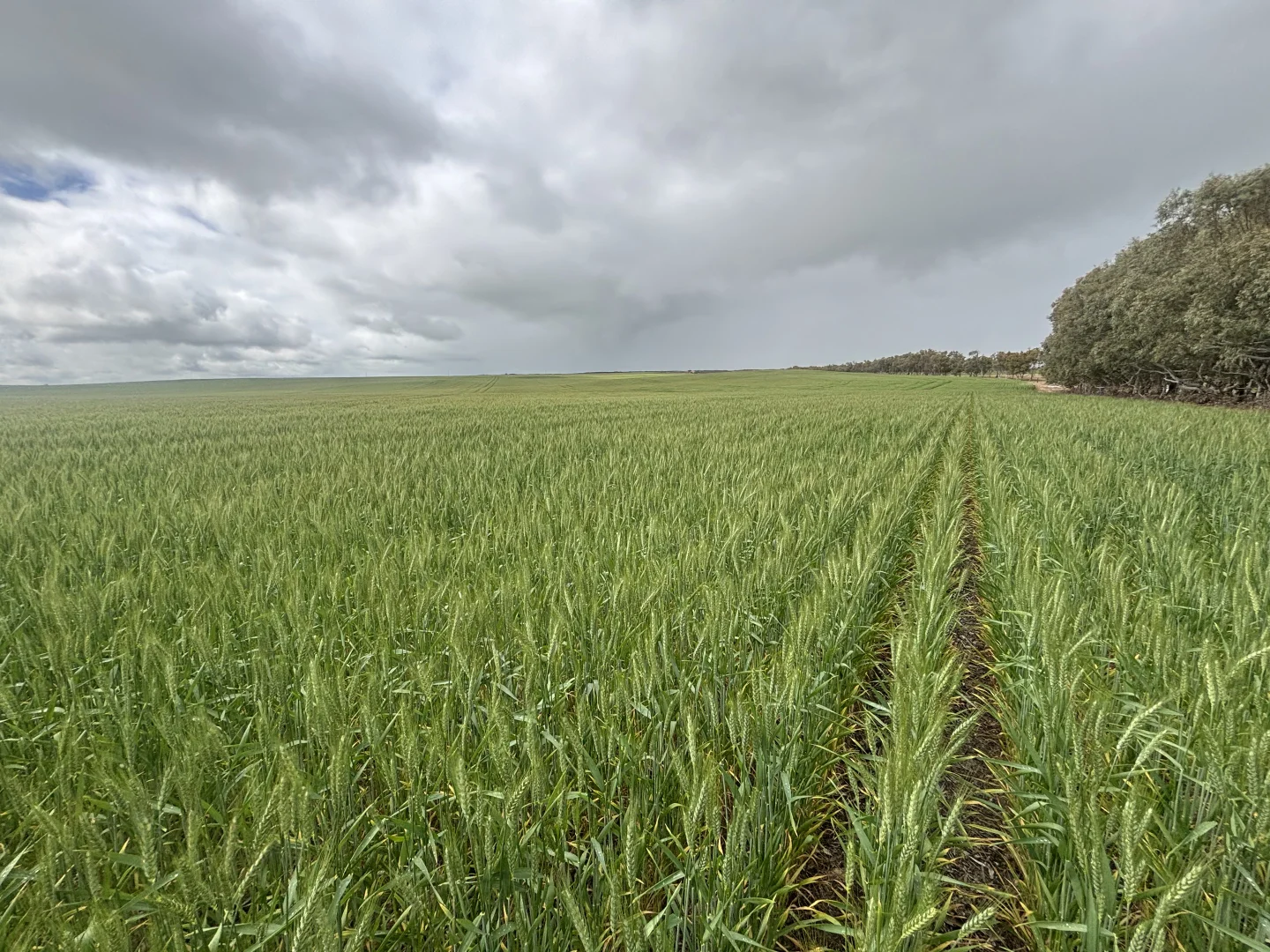 Additional image 22 of 1396 Tabletop Road, Mount Horner WA 6525