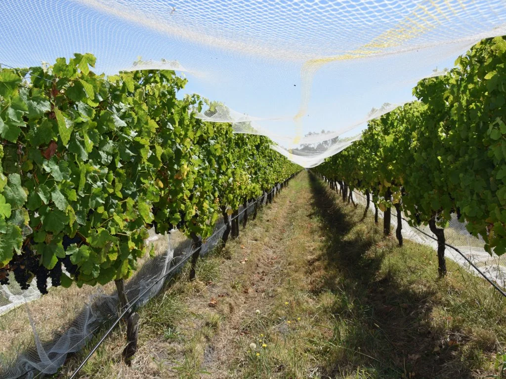 Additional image 8 of Harrisons Road, Dromana VIC 3936