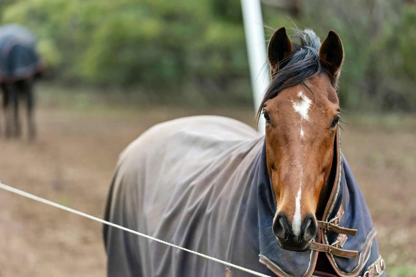 Additional image 31 of 40 Wood Road, Bellbrae VIC 3228