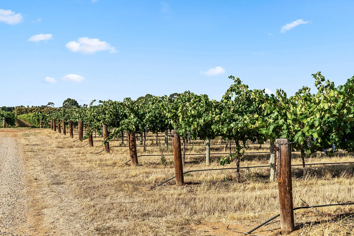 Additional image 15 of 14 Vine Vale Road, Tanunda SA 5352