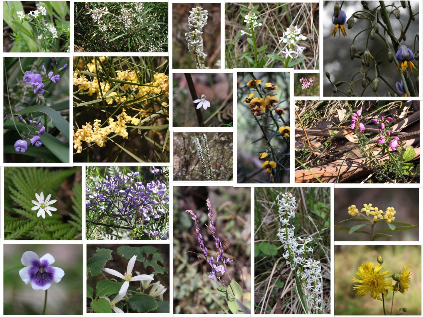 Additional image 8 of 9051 Bonang Road, Bonang VIC 3888