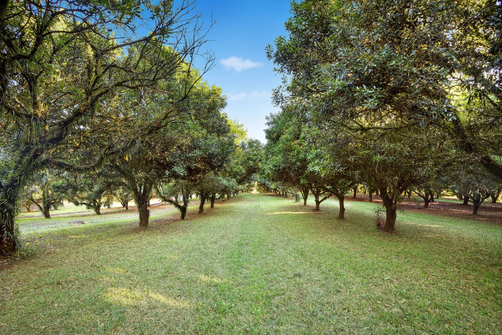 Additional image 17 of 103 Lindendale Road, Lindendale NSW 2480