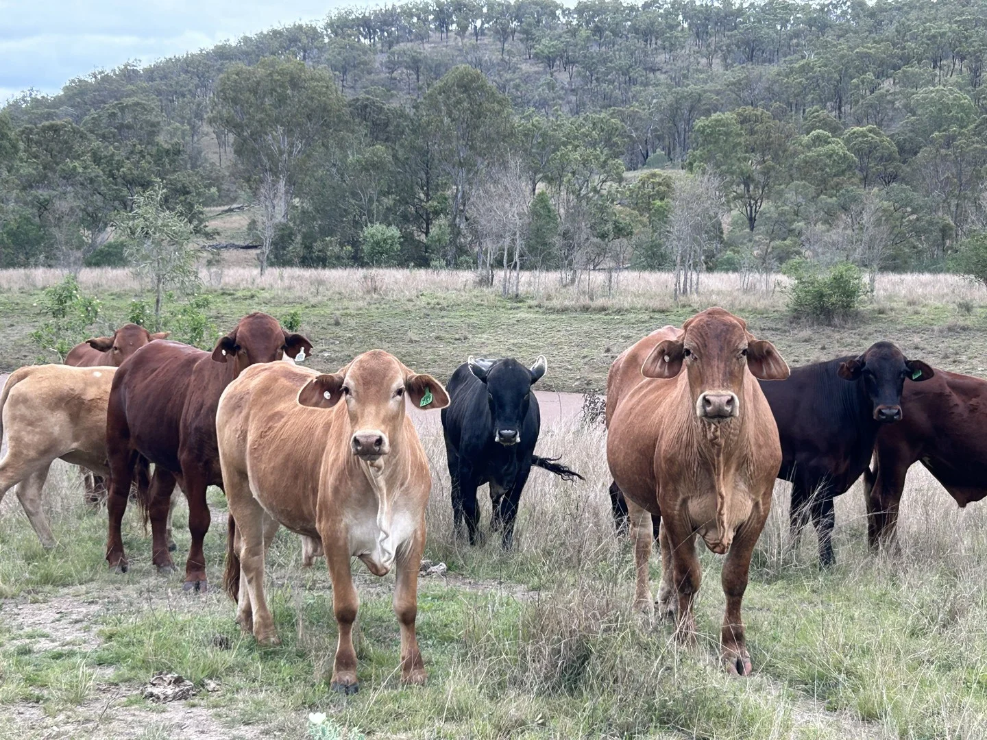 Additional image 16 of 789 Coppin Rd, Monto QLD 4630