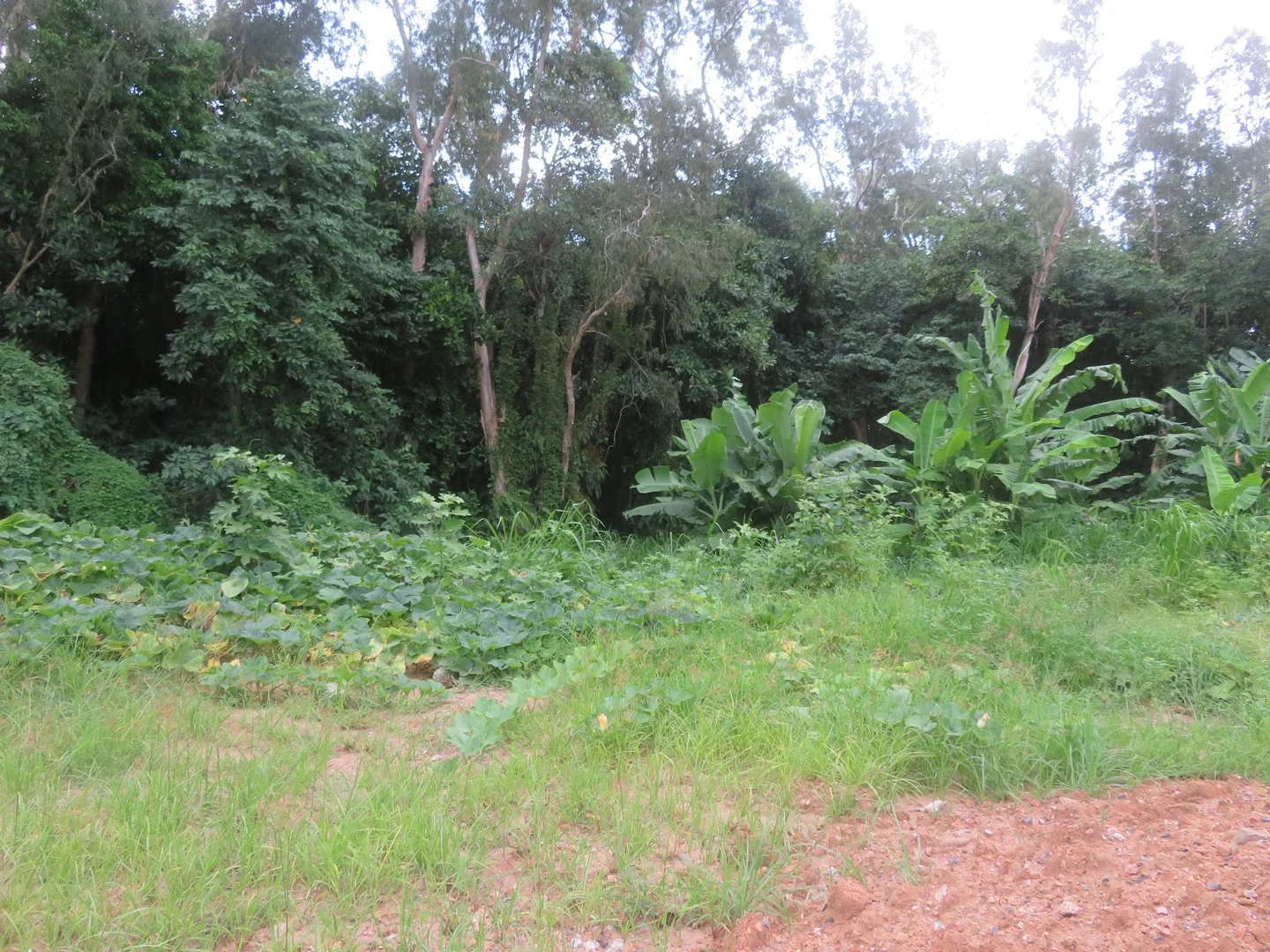 Additional image 10 of 1 Flying Fish Point Road, Innisfail Estate QLD 4860