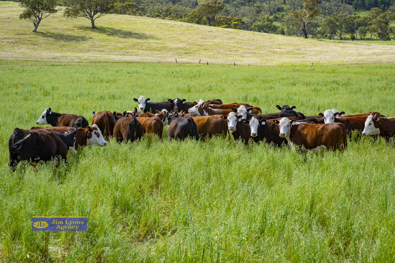 Additional image 20 of "Mountview" 151 Deeks, Werris Creek NSW 2341