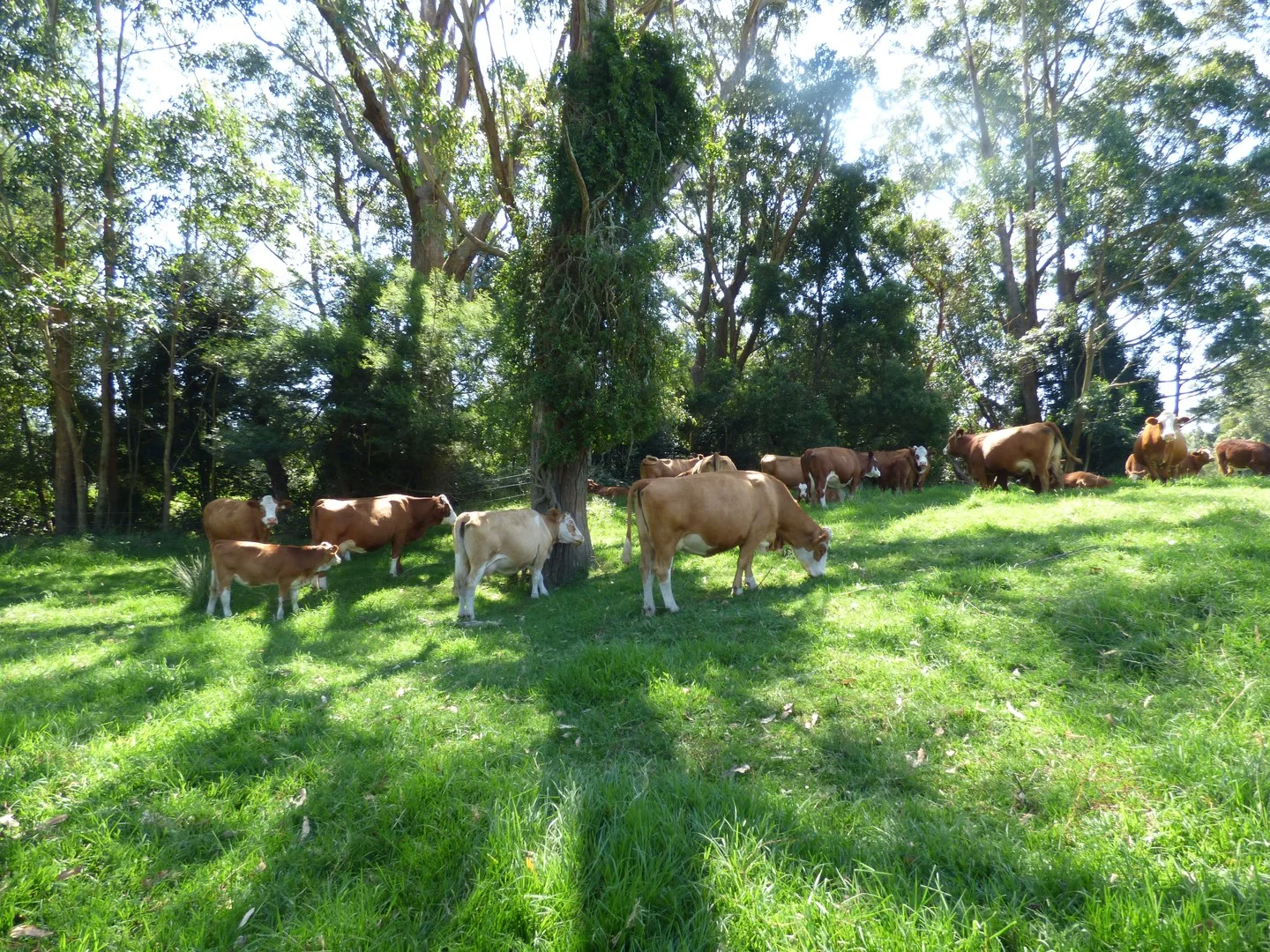 218 Cabbage Tree - Conran Road, Cabbage Tree Creek VIC 3889