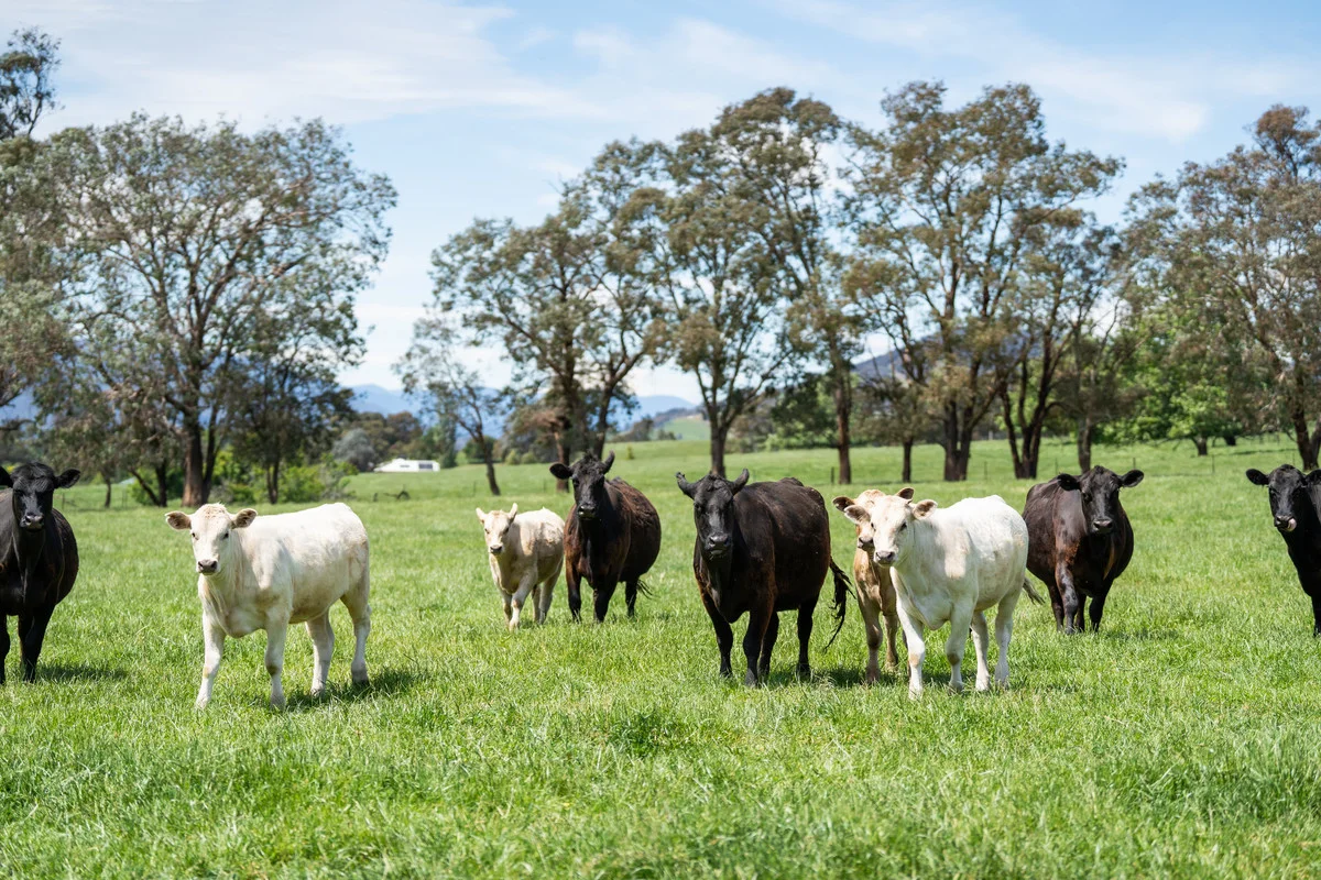 Additional image 19 of 4320 Kiewa Valley Highway, Dederang VIC 3691