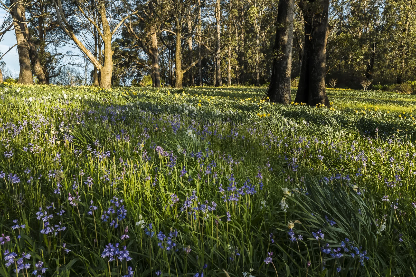 Additional image 27 of 33-41 Skyline Road, Mount Tomah NSW 2758