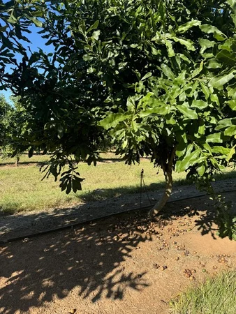 Additional image 16 of Skyring Reserve QLD 4671