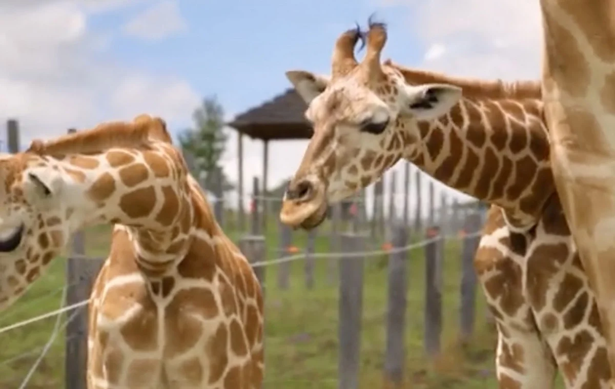 Additional image 25 of 21 Baines Road, Pilton QLD 4361