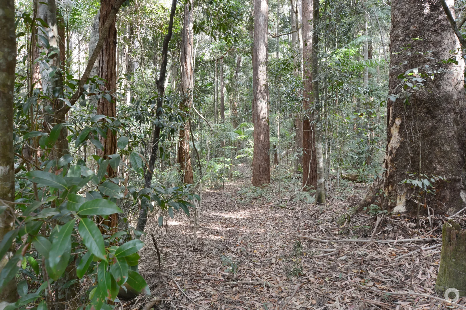 Additional image 9 of 111 Mapleton Forest Road, Mapleton QLD 4560