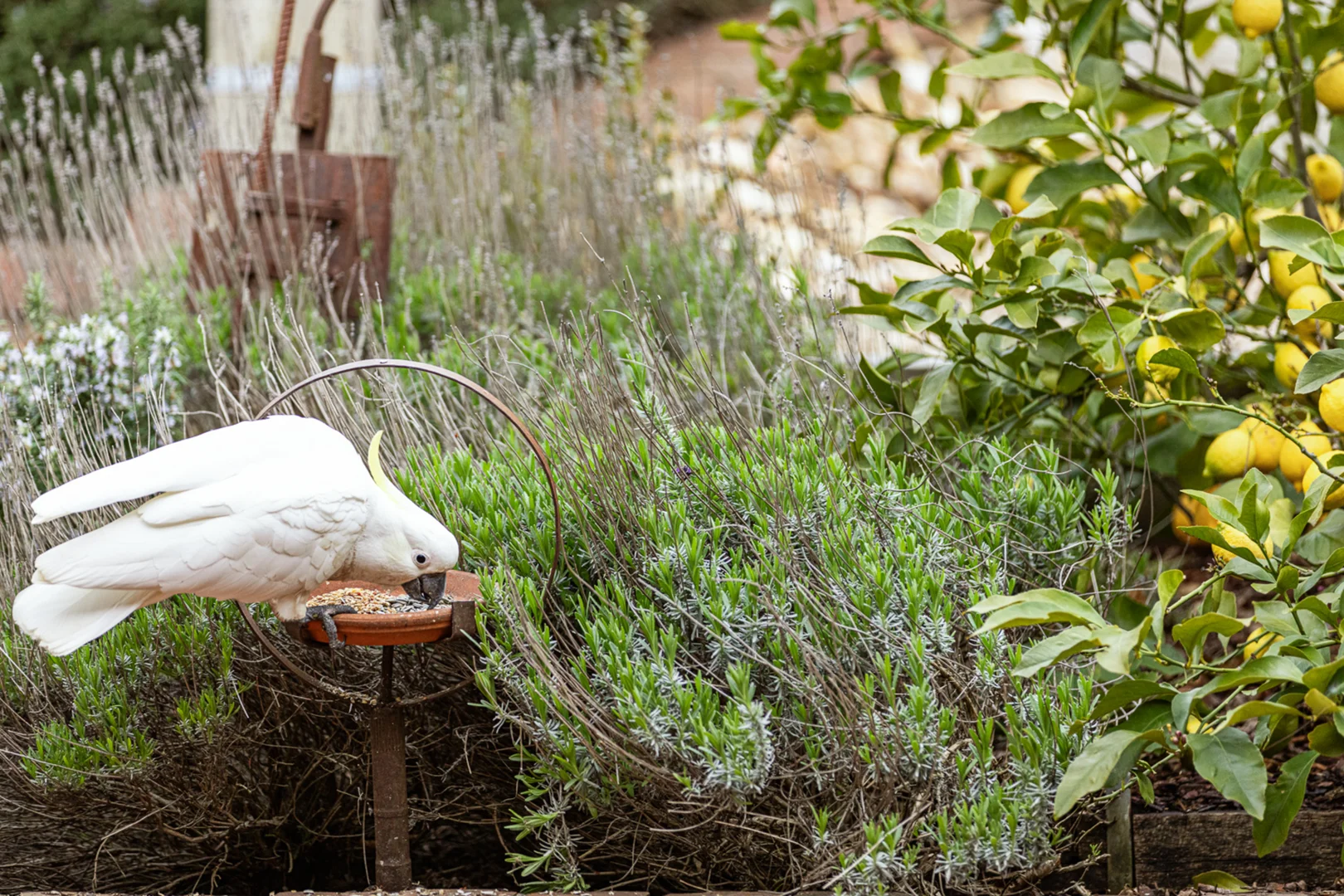 Additional image 32 of 9 Allan Street, Buninyong VIC 3357