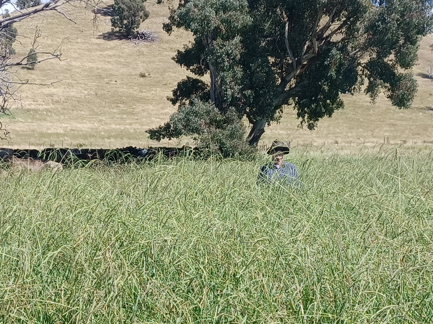 Additional image 2 of 3924 Hume Highway, Tarcutta NSW 2652