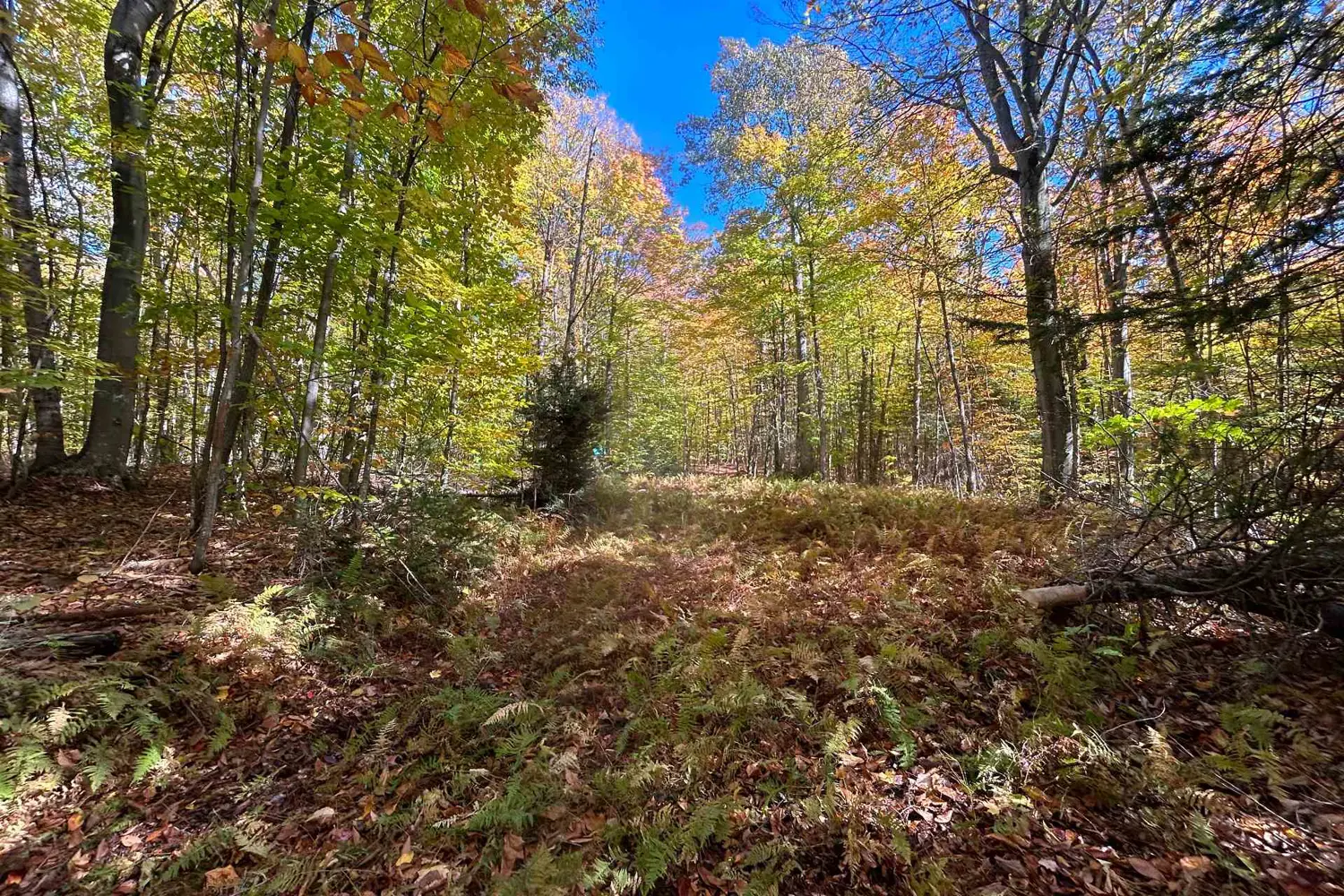 833 Hamilton Lake Road