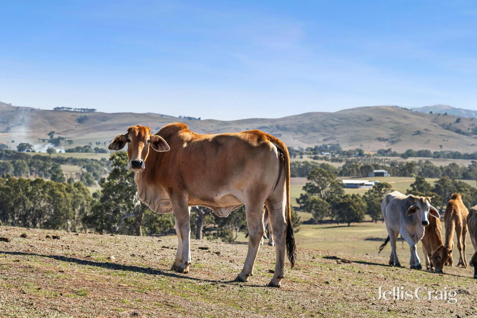 Additional image 14 of Lot 8 Ben Major Track, Mount Lonarch VIC 3468