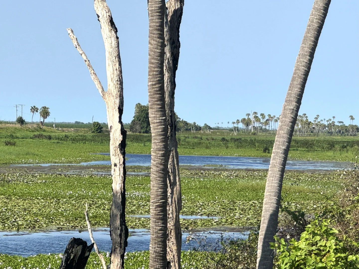 Additional image 7 of 121 Hobson Road, Jarvisfield QLD 4807