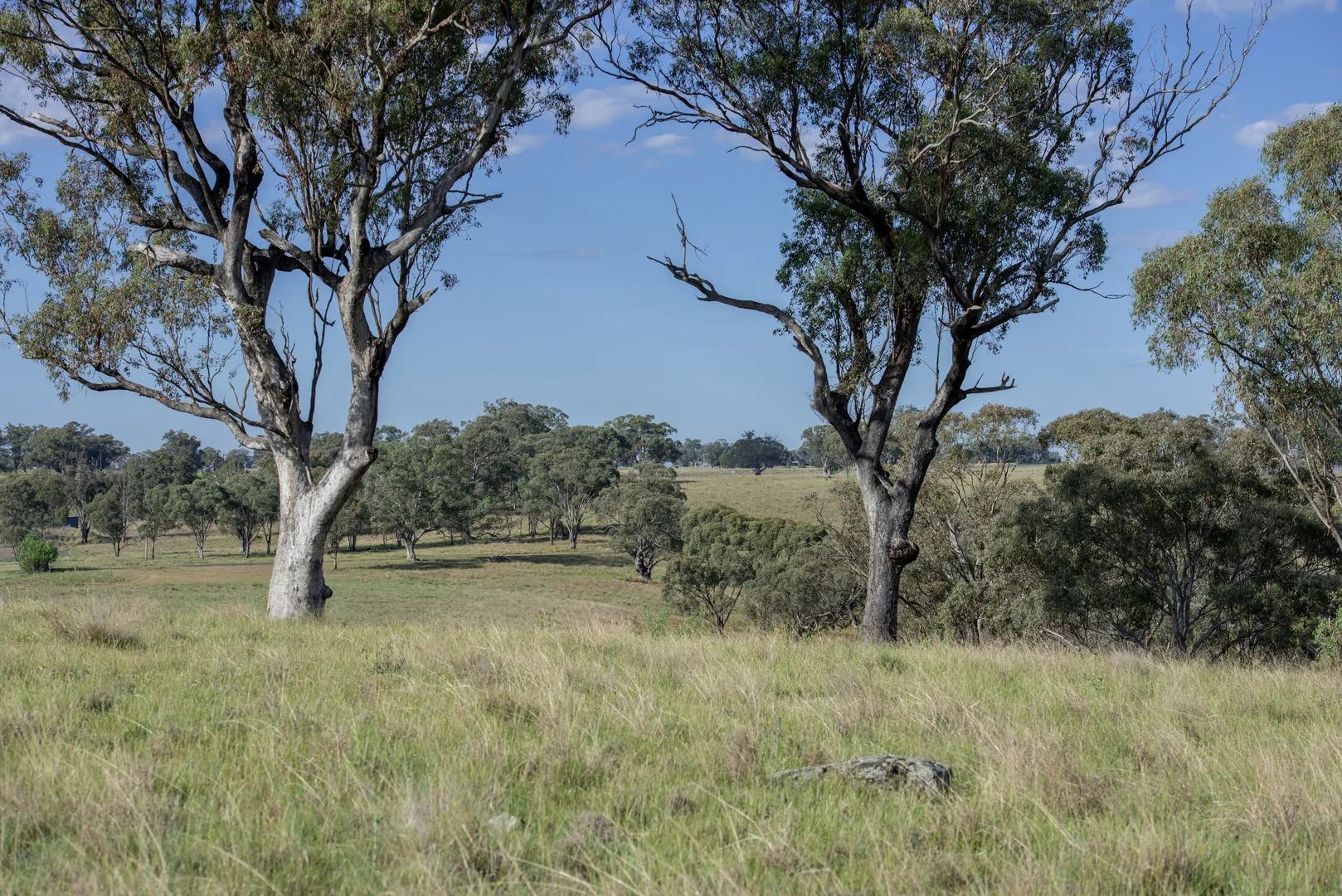 Additional image 26 of TIMBYDALE NEWELL HIGHWAY, Coonabarabran NSW 2357