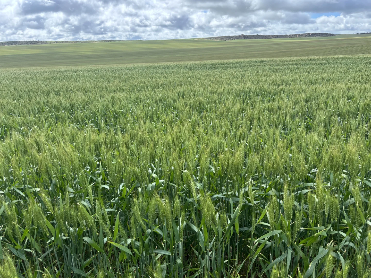 Additional image 21 of 1396 Tabletop Road, Mount Horner WA 6525