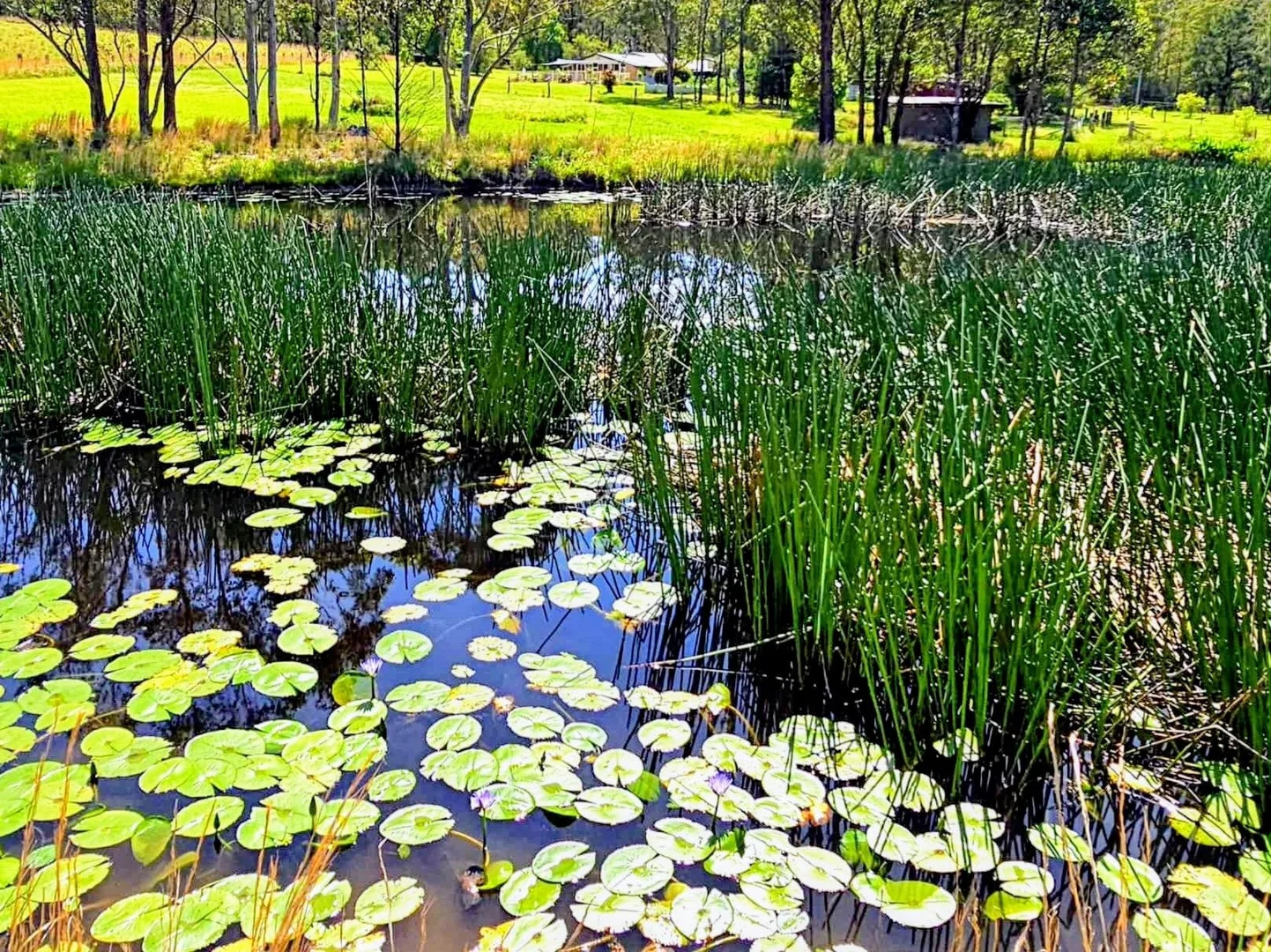 Additional image 29 of 427 Markwell Back Road, Bulahdelah NSW 2423