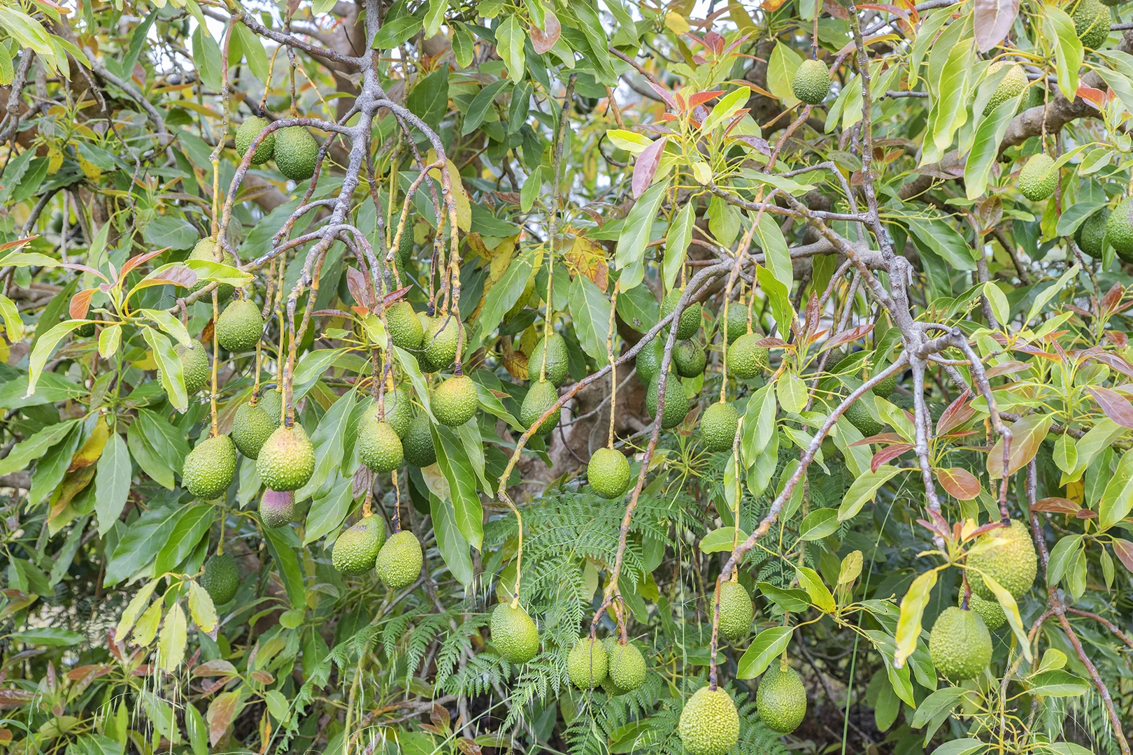 Additional image 22 of 45 Mount Leeuwin Loop Road, Carlotta WA 6275