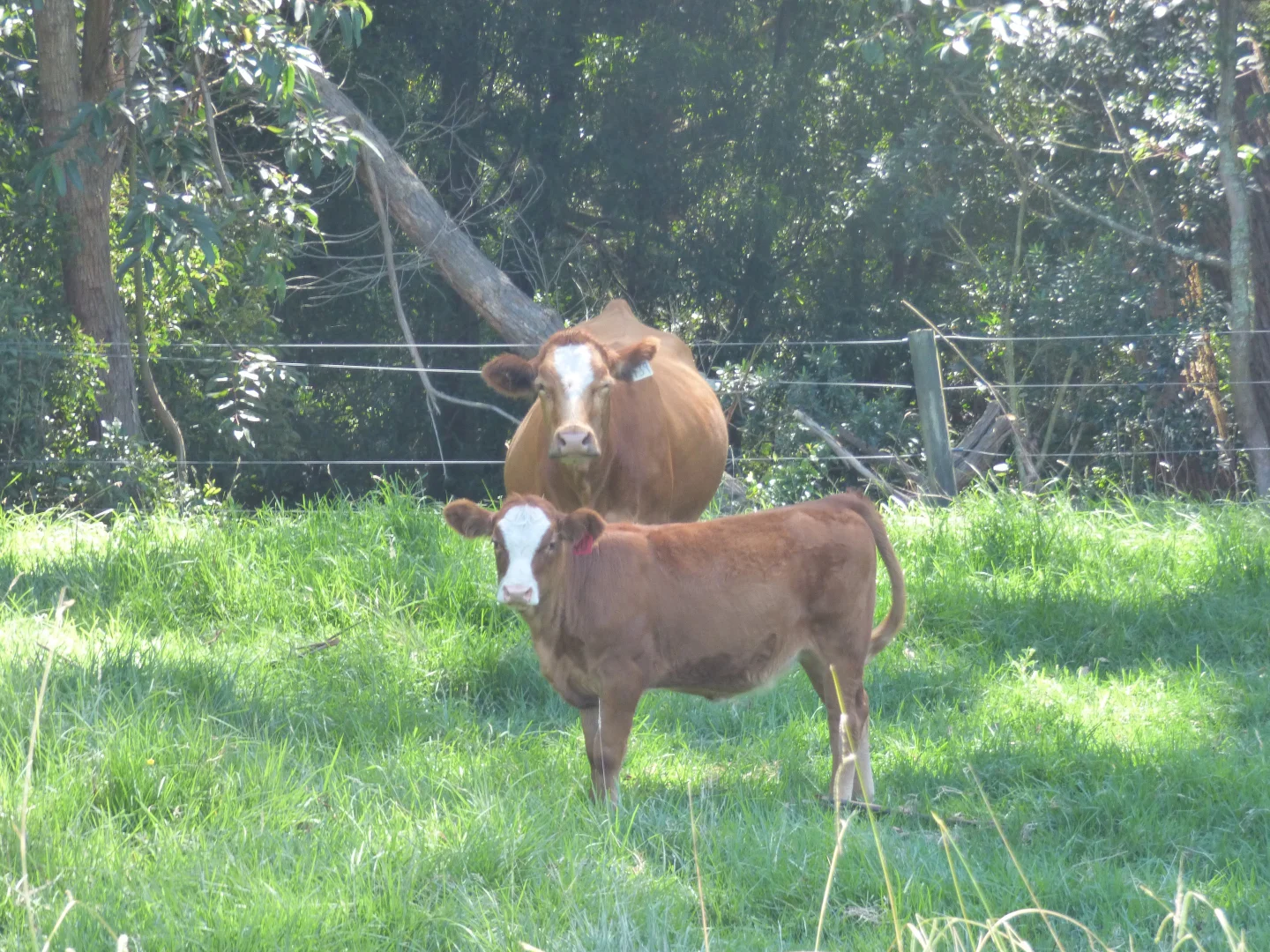 Additional image 30 of 218 Cabbage Tree - Conran Road, Cabbage Tree Creek VIC 3889