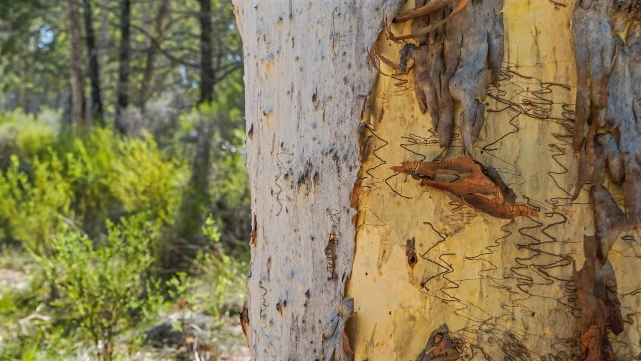 Additional image 41 of 702 Timor Road, Coonabarabran NSW 2357