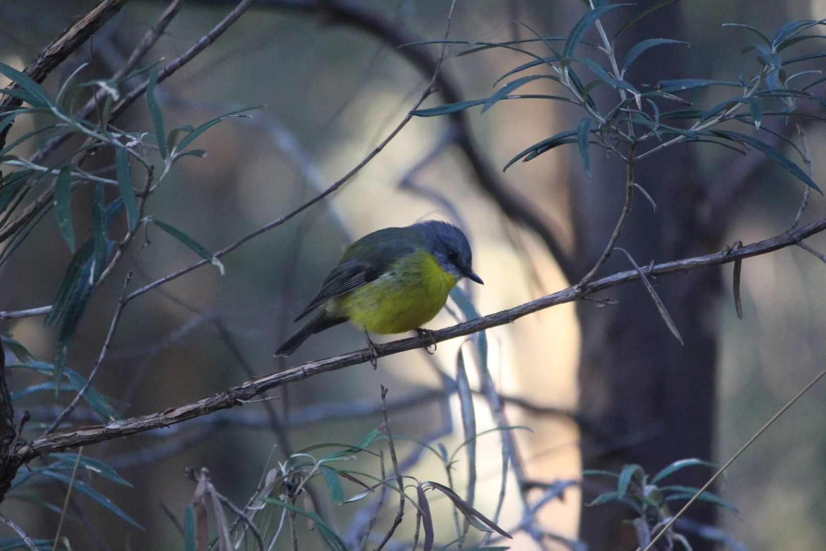 Additional image 6 of 9051 Bonang Road, Bonang VIC 3888