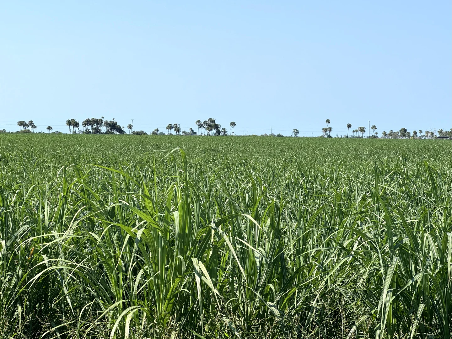 Additional image 2 of 121 Hobson Road, Jarvisfield QLD 4807