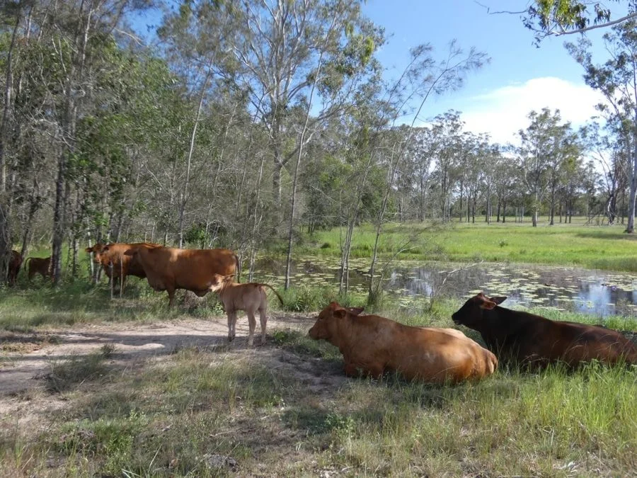 Additional image 25 of 158 Taunton Road, Euleilah QLD 4674