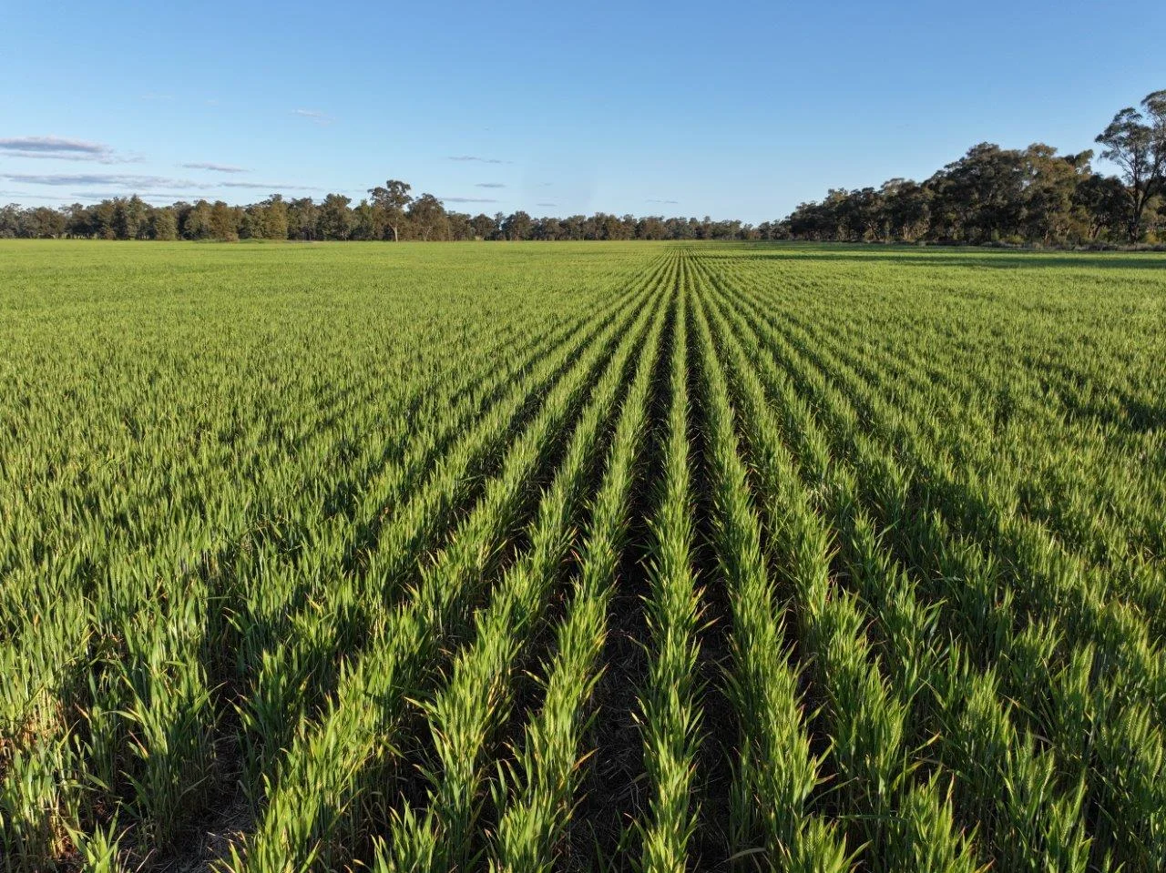 Additional image 12 of Part Westbury Goldfields Way, Barmedman NSW 2668