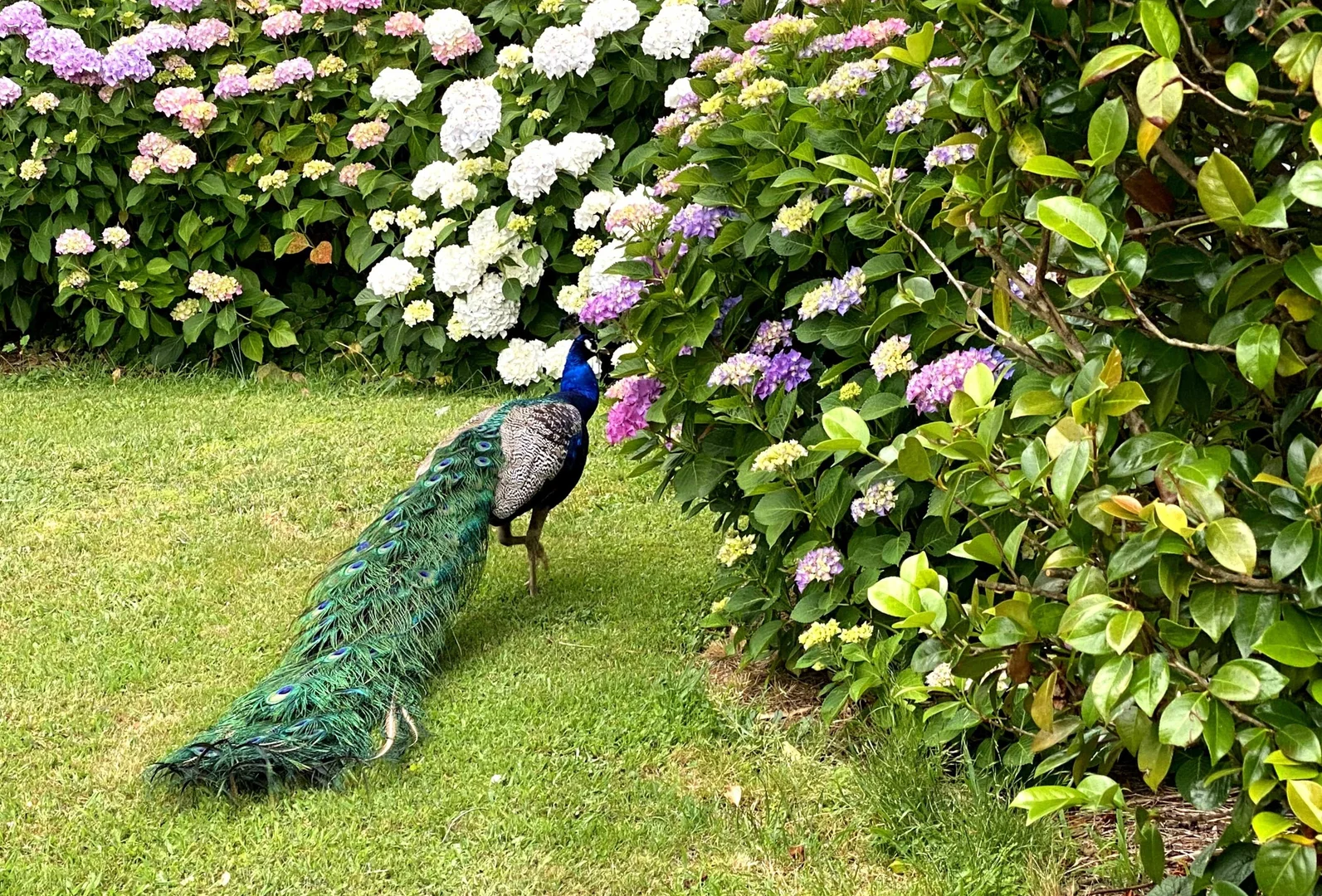 Additional image 11 of "Abbyville" 90 Convent Lane, Borenore NSW 2800