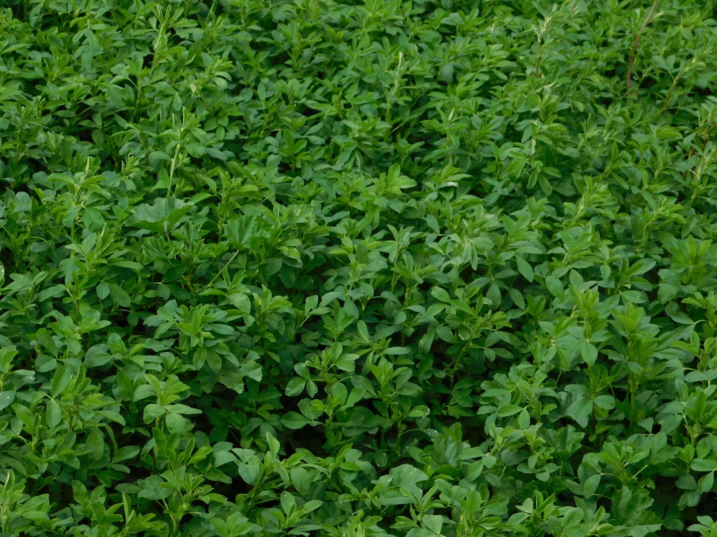 Additional image 12 of 16472 Dukes Hwy, Bordertown SA 5268