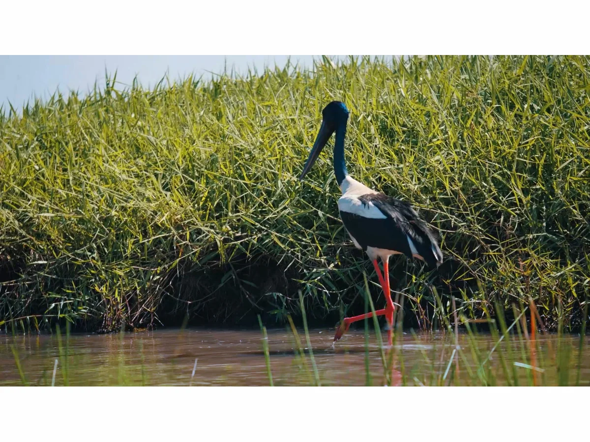 Additional image 7 of Station Point Beach, North Curtis Island, Curtis Island QLD 4680