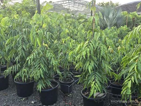 Additional image 38 of 15 Ross Road, Deeral QLD 4871