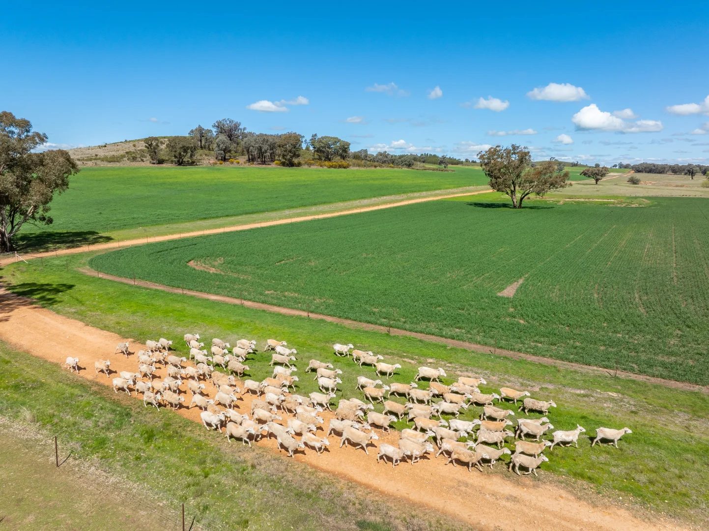 Additional image 27 of 100 Grahams Lane, Grenfell NSW 2810