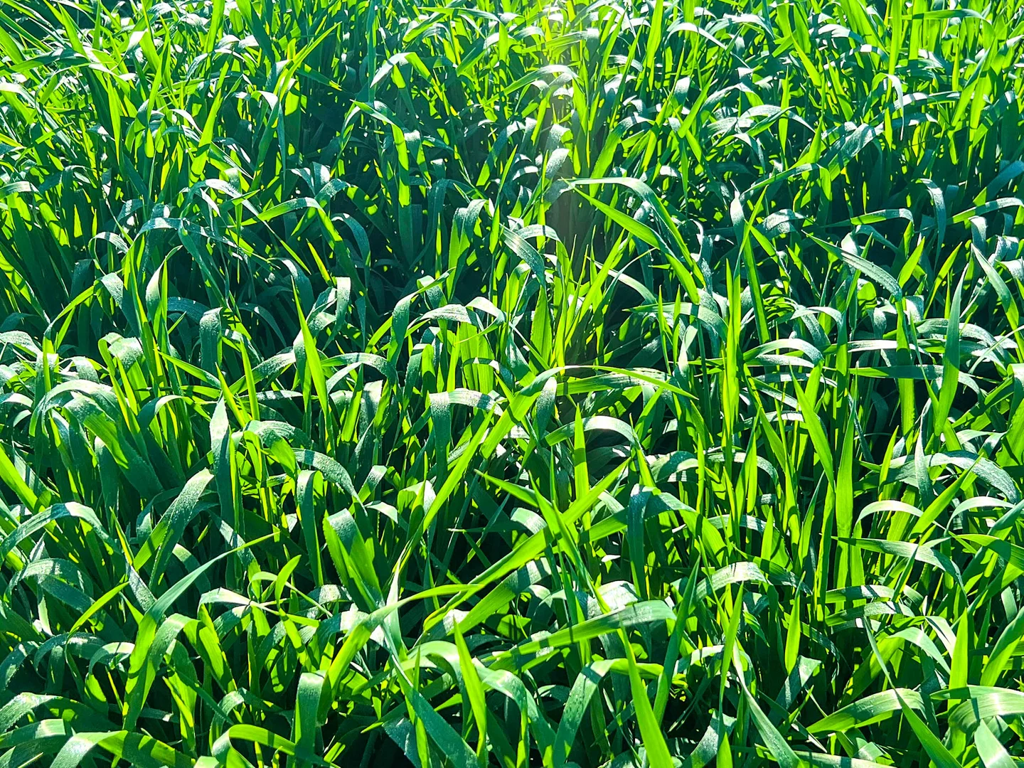 Additional image 10 of Croppa Creek NSW 2411