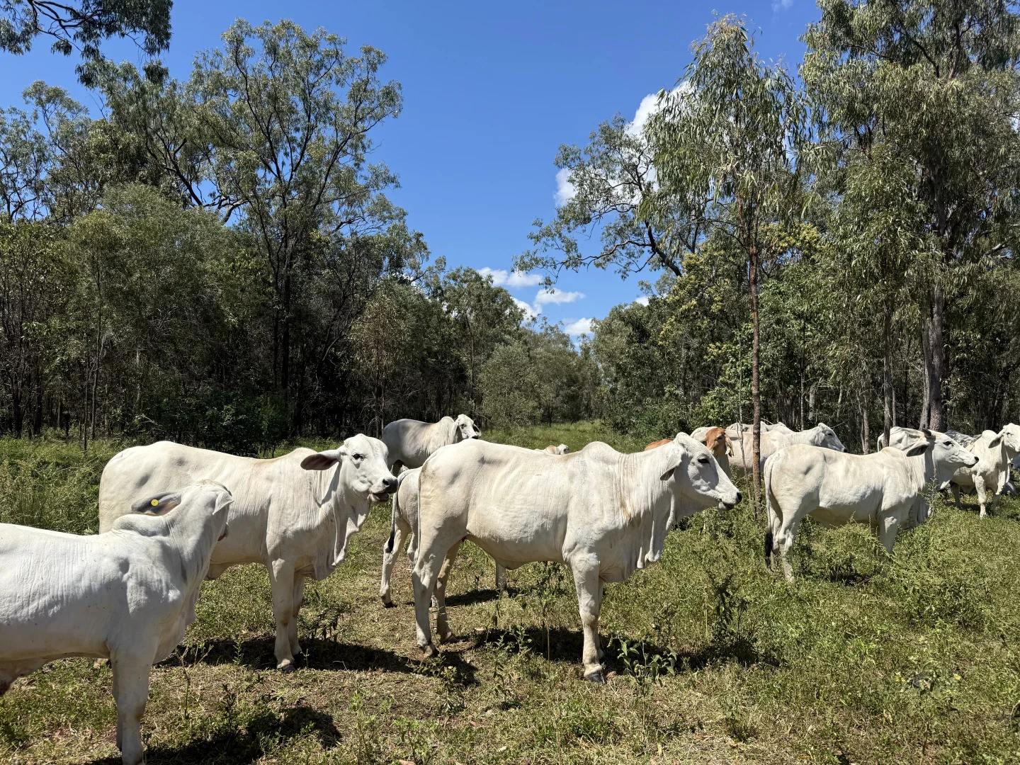 Additional image 11 of "Granite Springs" 22779 Kennedy Highway, Mount Garnet QLD 4872