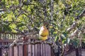 Additional image 37 of 421 Tee Dr, Healdsburg, CA, 95448