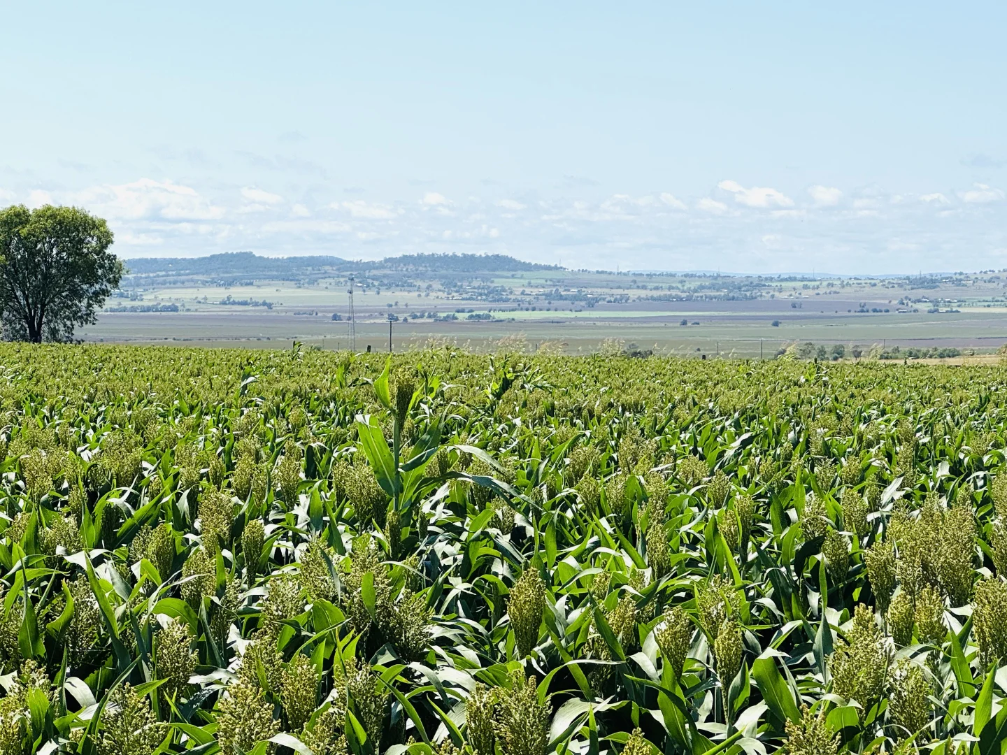 Additional image 15 of Lot 50 Rosenberger Road, Wyreema QLD 4352