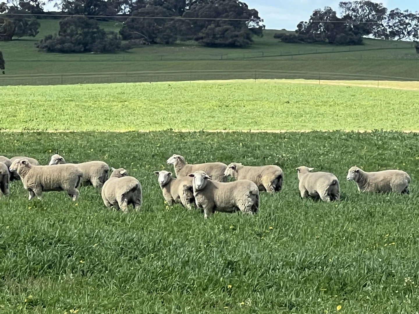 Additional image 14 of 559 Old Stone Tank Road, Mundulla SA 5270