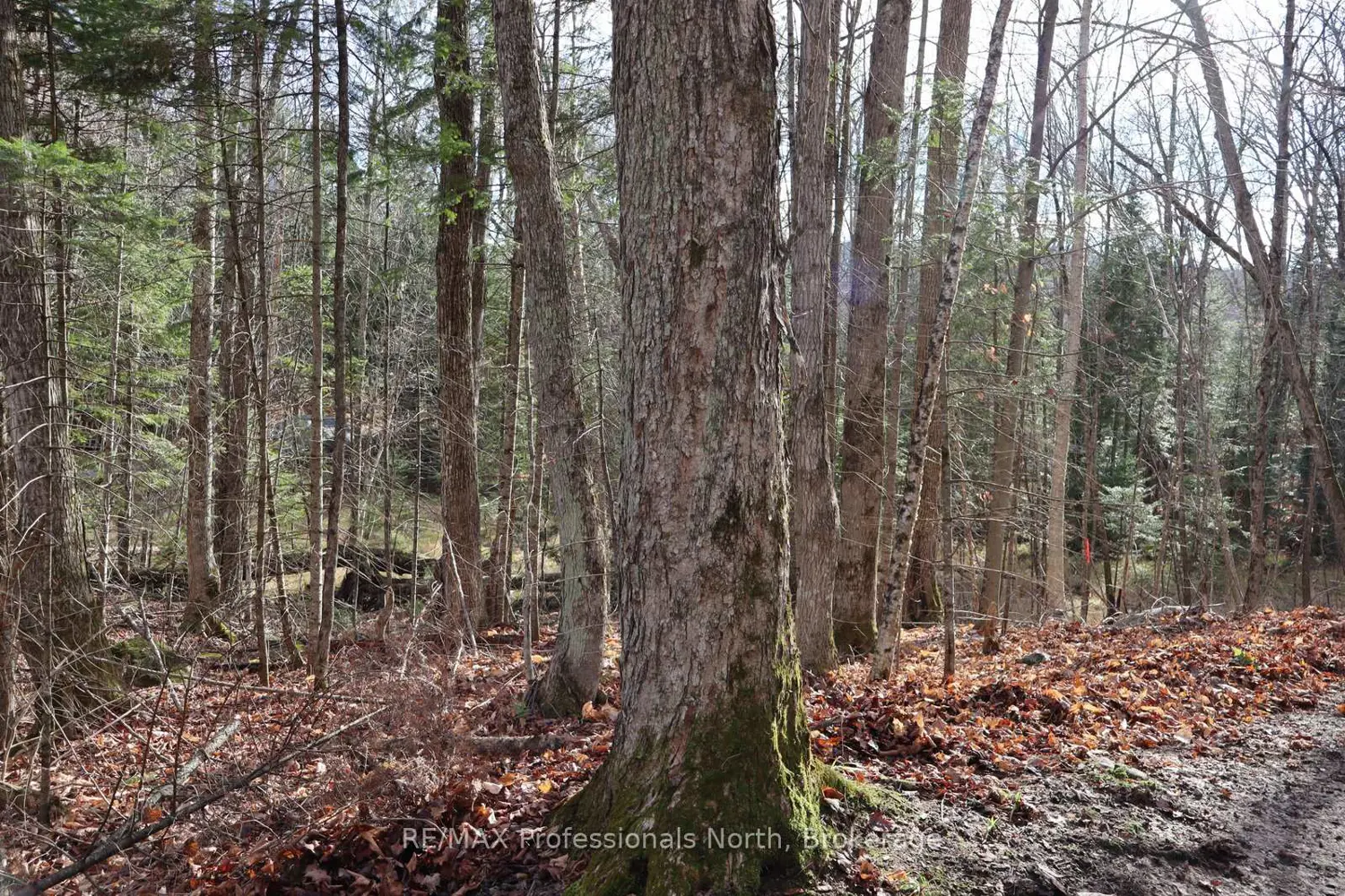 Additional image 11 of 0 Clive Trail