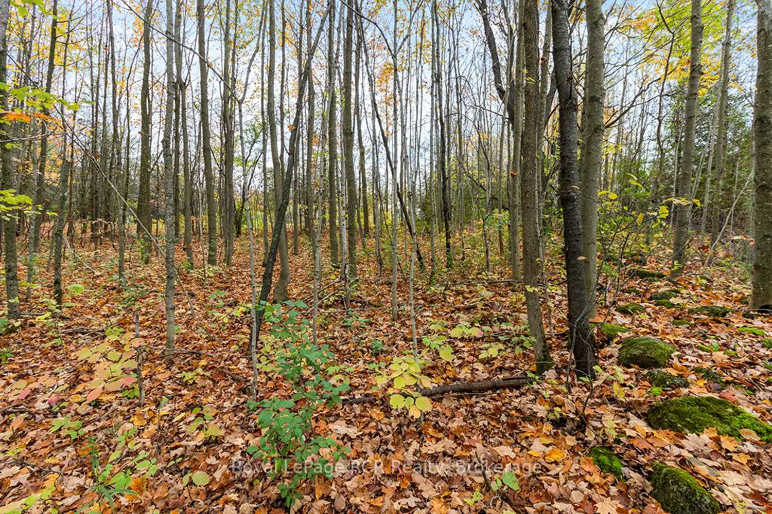 Additional image 14 of 447233 10Th Concession