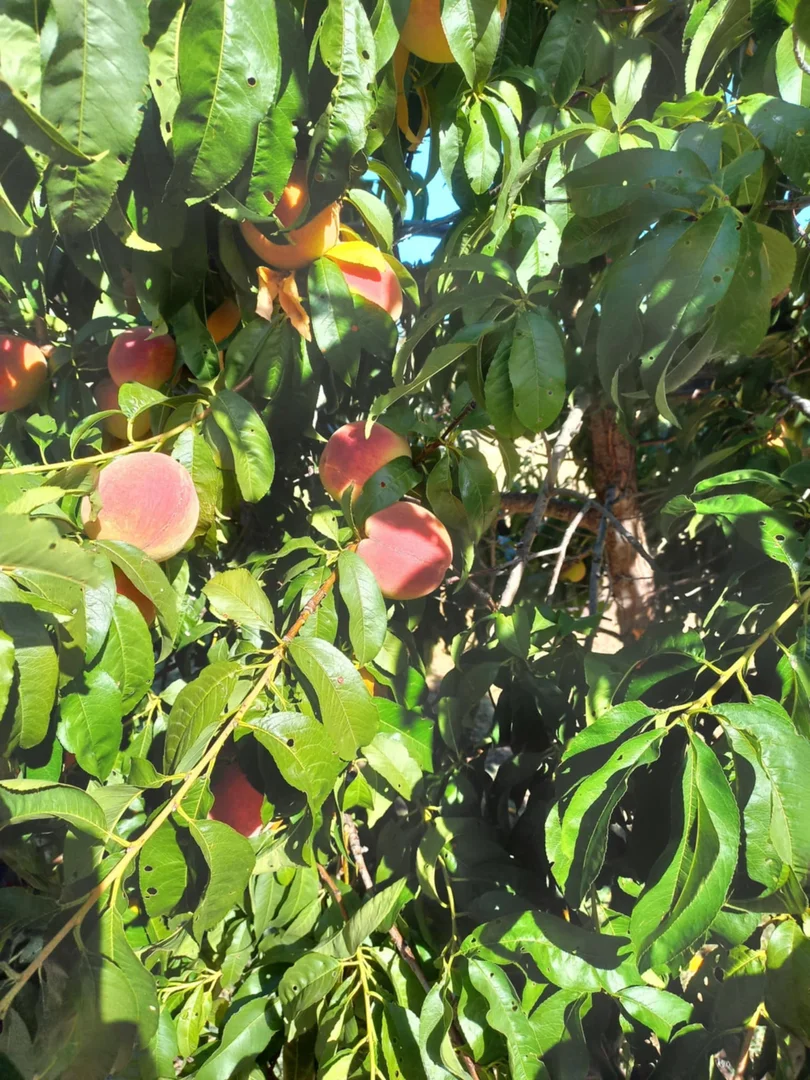 Additional image 15 of 1207 Fraser Road, Niemur NSW 2733