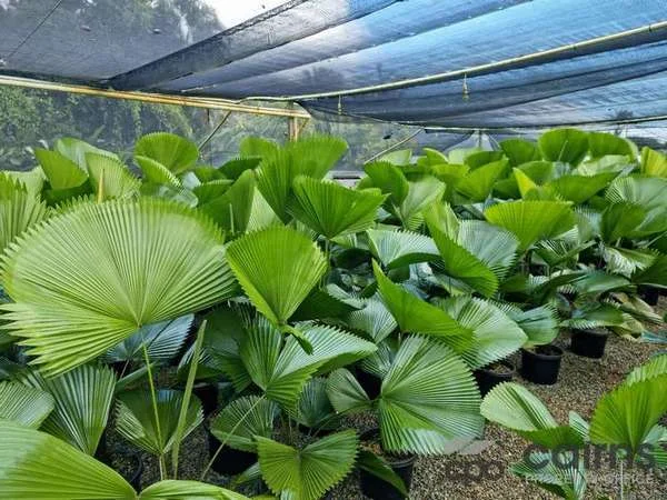 Additional image 6 of 15 Ross Road, Deeral QLD 4871